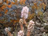 Orostachys thyrsiflora