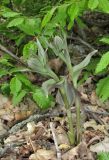 Epipactis krymmontana