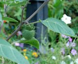 Datura wrightii