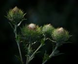 Carlina vulgaris