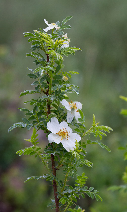 Изображение особи Rosa spinosissima.