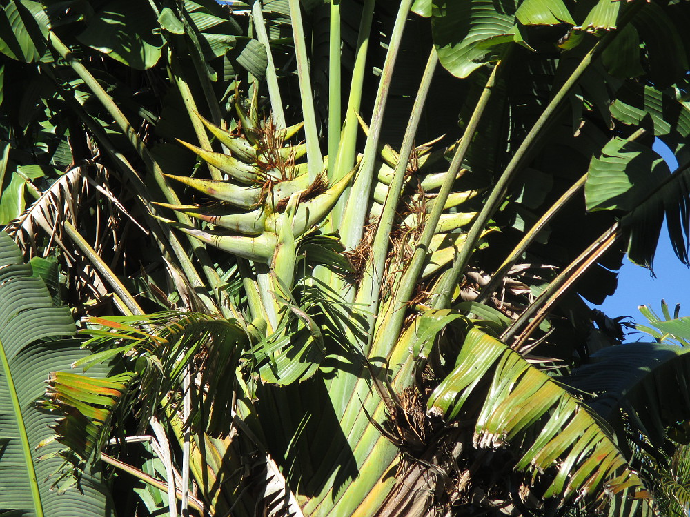 Изображение особи Ravenala madagascariensis.