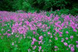 Hesperis sibirica