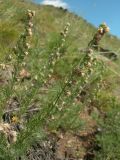 Artemisia subviscosa