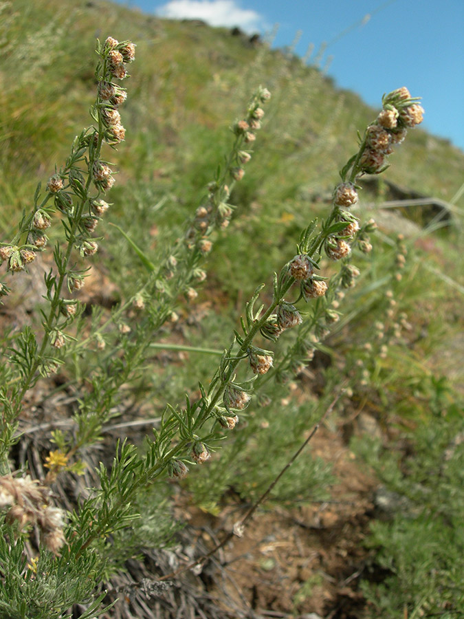 Изображение особи Artemisia subviscosa.