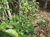 Osmanthus fragrans