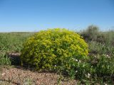 Haplophyllum perforatum. Цветущее растение. Казахстан, Южное Прибалхашье, выходящие к Южному Прибалхашью восточные шлейфы останцев Чу-Илийских гор, правый берег сух. р. Куйыршак-Шолак. 20 мая 2016 г.