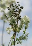 Filipendula vulgaris. Два опирающихся соцветия (в цвету и при завязавшихся плодах). Алтайский край, Благовещенский р-н; Центральная Кулунда, урочище \"Ракиты\" - между оз. Большая Плотава и оз. Селитряное, к востоку от оз. Кучукское; солонцеватый осоково-разнотравный луг в мезопонижении. 28 июня 2016 г.