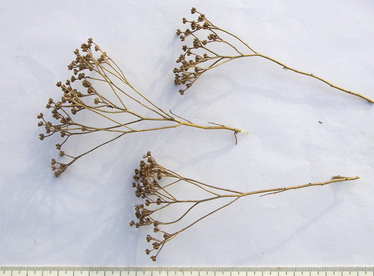 Изображение особи Haplophyllum villosum.