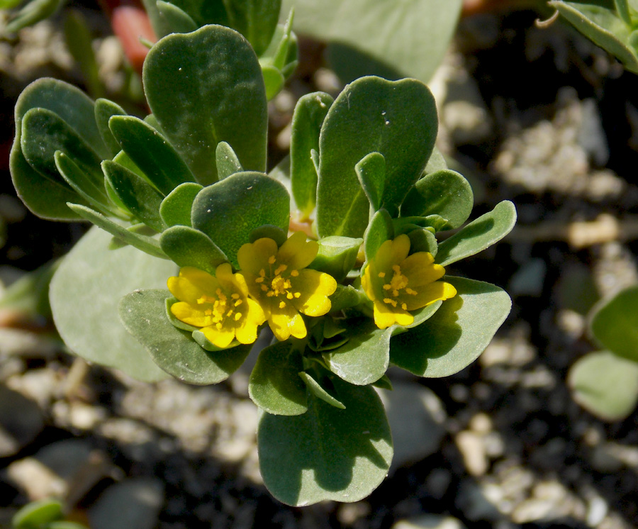 Изображение особи Portulaca oleracea.