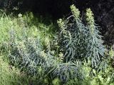 Euphorbia characias