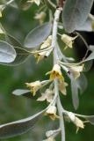 Elaeagnus orientalis