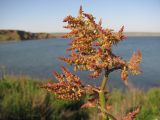 Rumex tuberosus