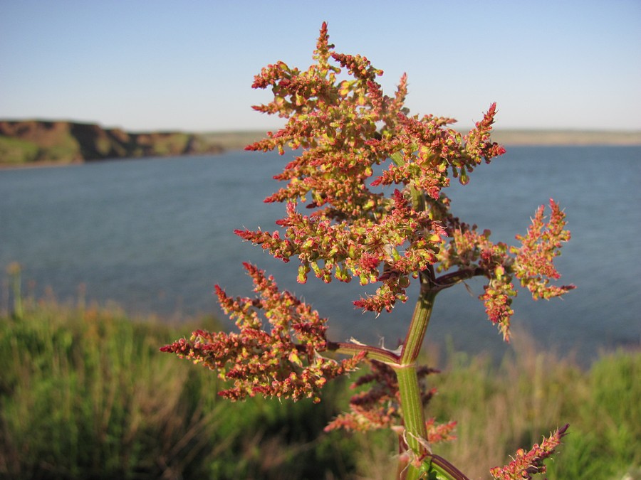 Изображение особи Rumex tuberosus.