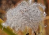 Clematis integrifolia