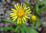 Inula britannica. Нераспустившиеся и распустившееся соцветия с кормящимися трипсами и жуком. Якутия, Алданский р-н, г. Томмот, правый берег р. Алдан ниже ж.-д. моста. 23.07.2016.