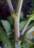 Senecio vulgaris