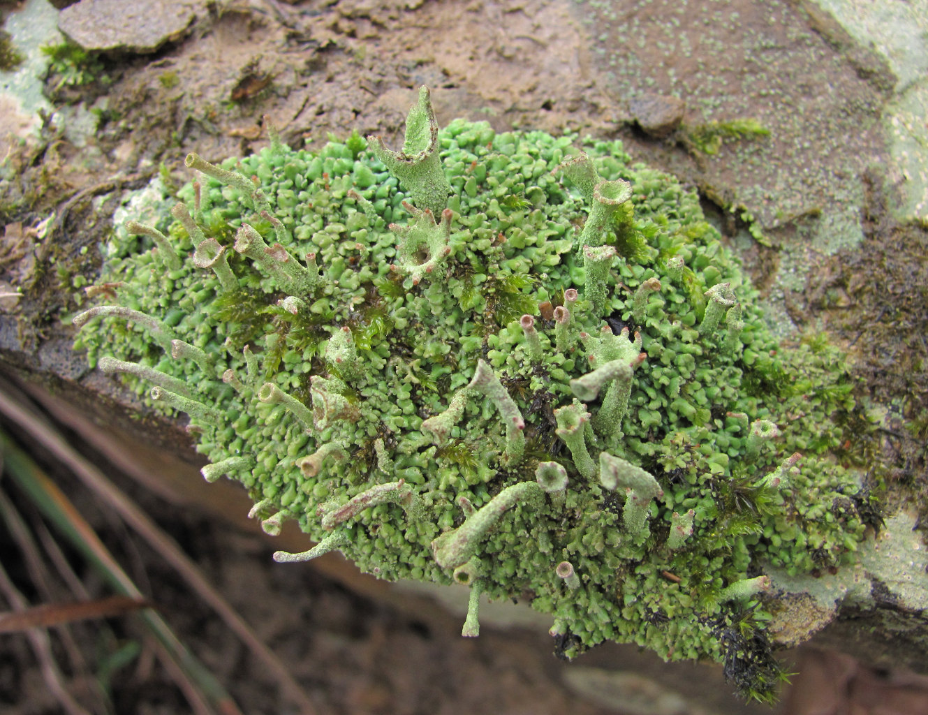 Изображение особи род Cladonia.