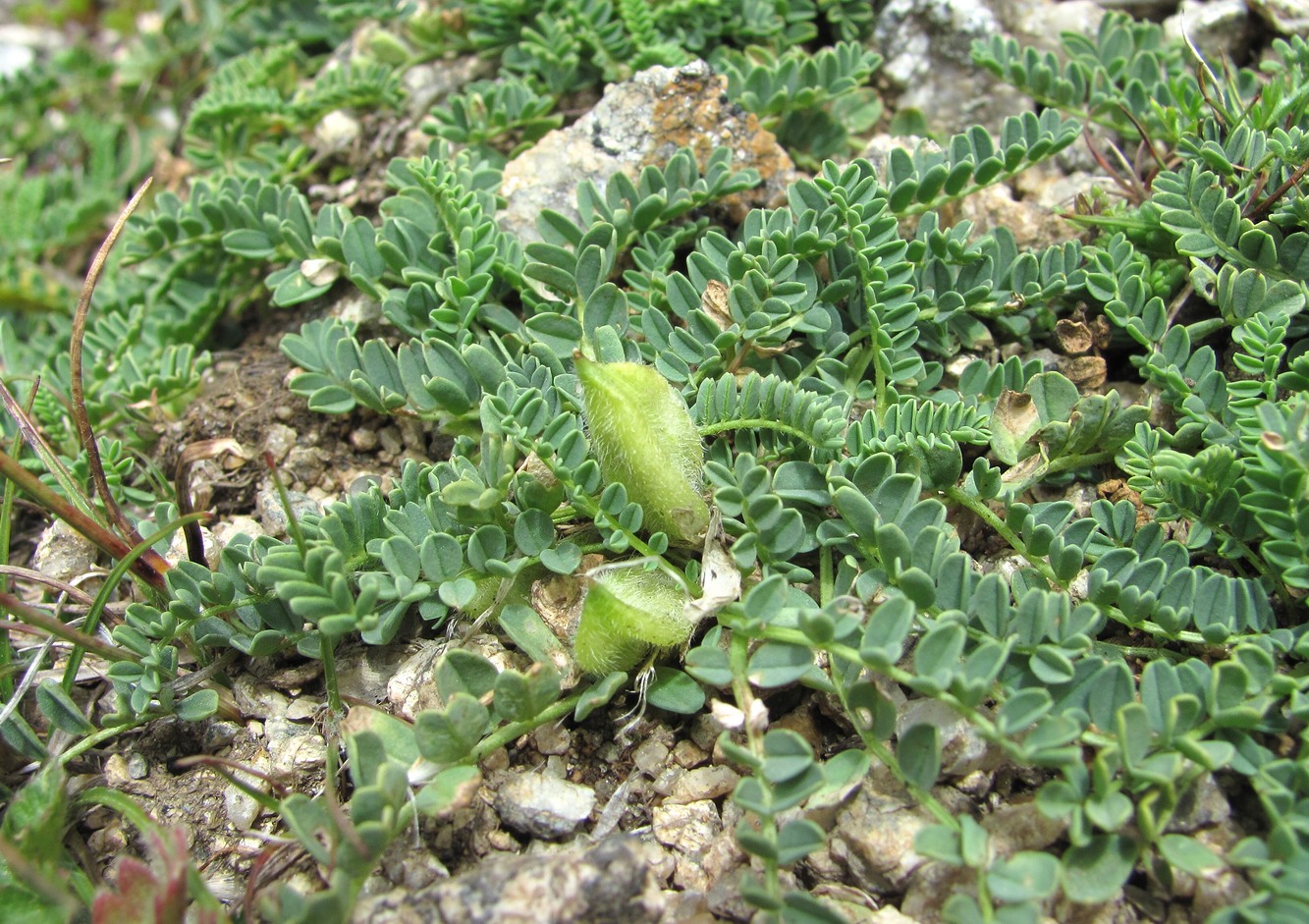 Изображение особи род Astragalus.