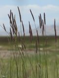 Hordeum turkestanicum