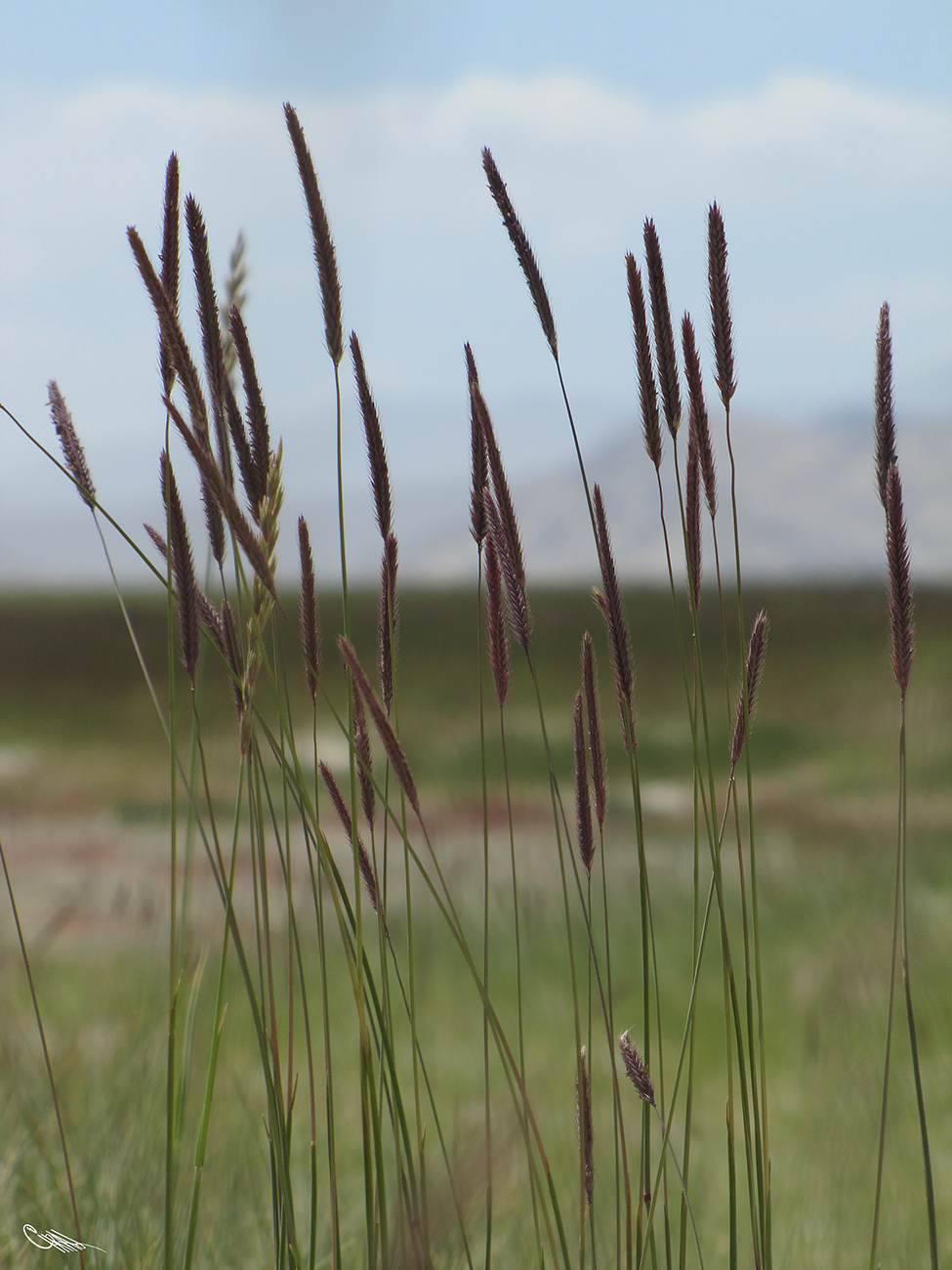 Изображение особи Hordeum turkestanicum.