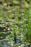 Galium palustre