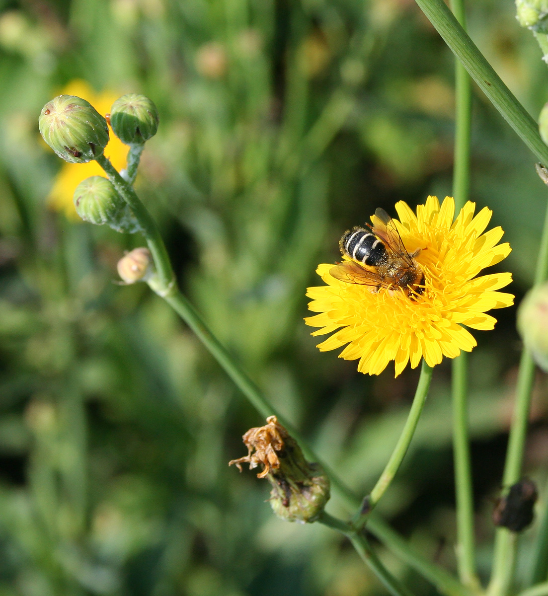 Изображение особи Sonchus arvensis.