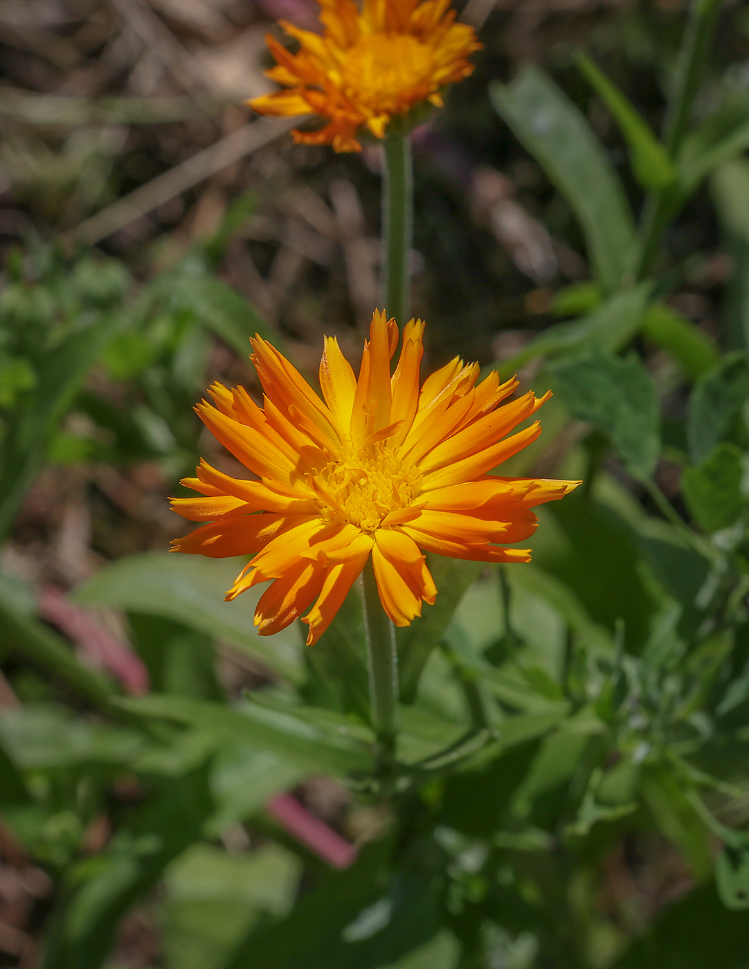 Изображение особи Calendula officinalis.