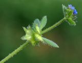 Asperugo procumbens. Верхушка побега с цветками и завязавшимися плодами. Узбекистан, г. Ташкент, Юнусабадский р-н, холм Кулоктепа (Quloqtepa). 04.04.2019.