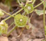 Malva parviflora