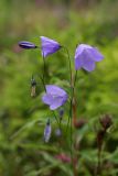 Campanula rotundifolia