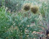 Pseudosophora alopecuroides