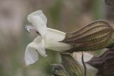 Salvia trautvetteri