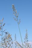 Calamagrostis groenlandica