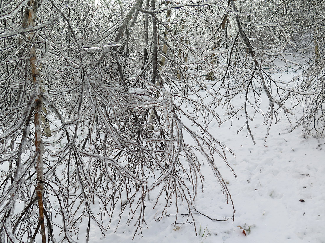 Изображение особи Betula platyphylla.