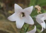 Platycodon grandiflorus