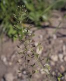 Capsella bursa-pastoris