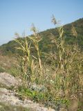 Phragmites australis