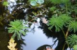 Myriophyllum aquaticum. Верхушки побегов на поверхности пруда. Крым, Южный Берег, Никитский ботанический сад, в культуре. 29.10.2021.