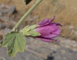 Alcea rhyticarpa