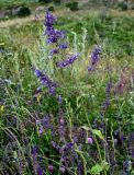 Nepeta grandiflora. Верхушка цветущего растения. Дагестан, Гунибский р-н, окр. с. Чох, ≈ 1500 м н.у.м., луговой склон. 29.07.2022.