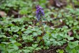 Corydalis solida. Цветущее растение. Москва, РГАУ-МСХА им. К. А. Тимирязева, рудеральное местообитание. 13 апреля 2024 г.