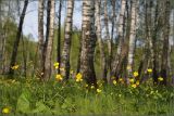 Ranunculus cassubicus