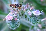 Echium biebersteinii