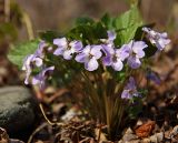 Viola selkirkii