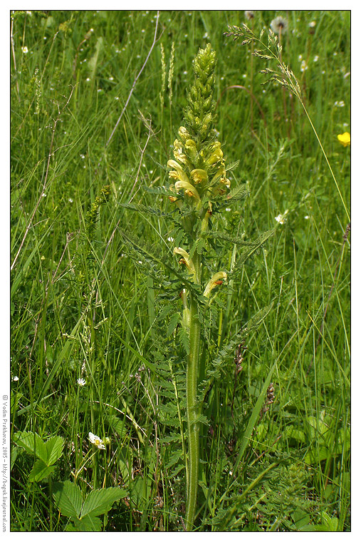 Изображение особи Pedicularis kaufmannii.