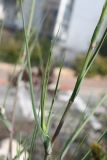 Tragopogon porrifolius подвид longirostris. Средняя часть побега. Израиль, г. Кармиэль, газон. 15.02.2011.