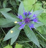 Centaurea montana