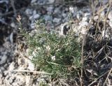 Asperula petraea