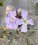 Matthiola longipetala ssp. livida